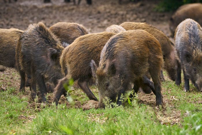 Feral pigs, hogs hunting damage