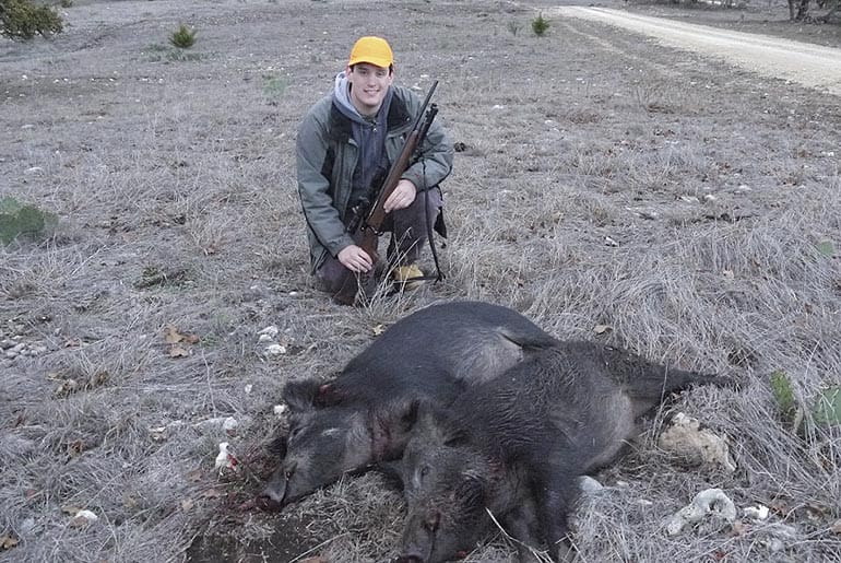 feral pigs hogs brucellosis