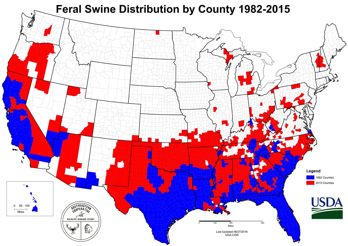 Feral hogs pigs in the United States