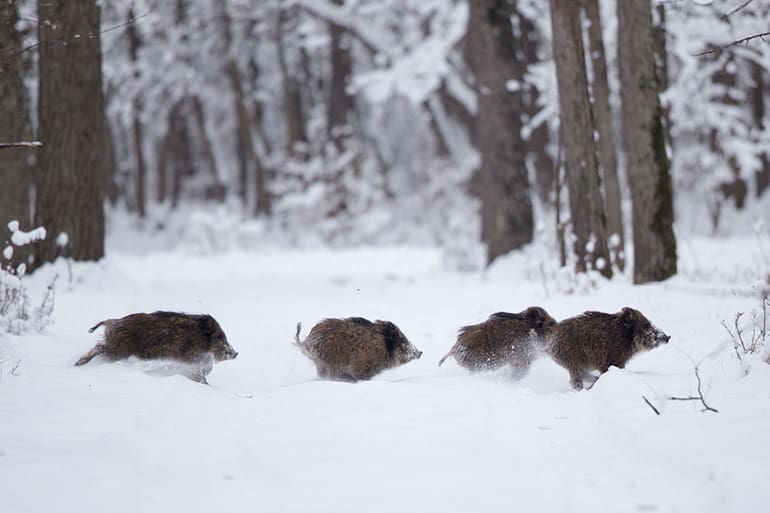 wild feral hogs snow winter