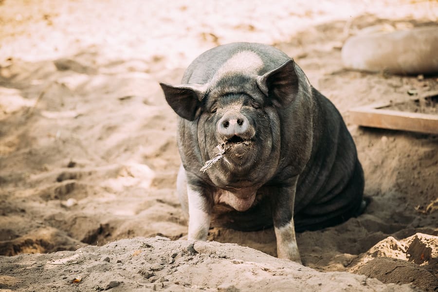 Large Black Pig Sitting In Sand In Farm Yard. Pig Farming Is Rai