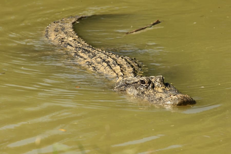 American Alligator (alligator Mississippiensis) Having A Rest In