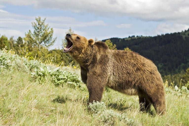 Justice Department, Wyoming Ask 9th Circuit to Allow 1st Grizzly Hunt ...