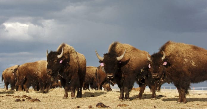 National Park Service Buffalo Bison hunt Grand Canyon