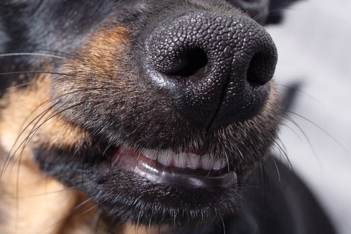 Dog's dog nose smell
