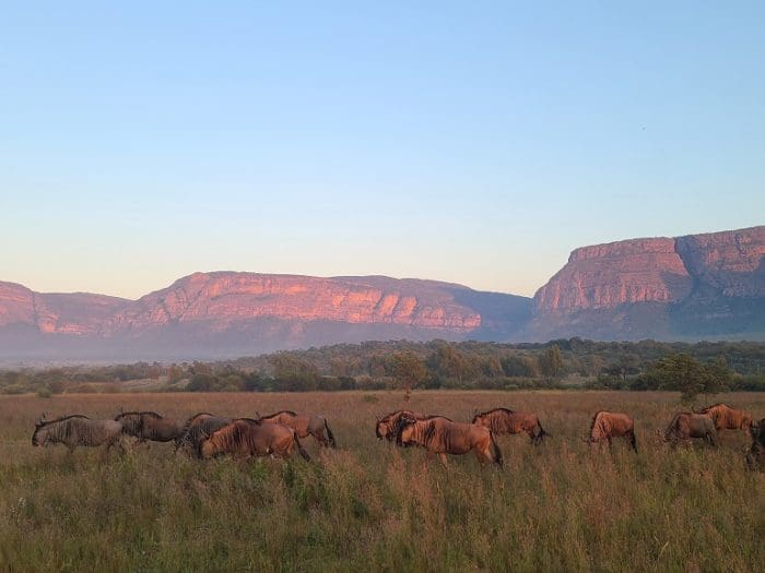 South African africa safari