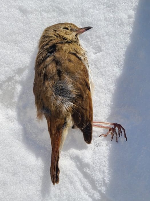 Deer hunt hunting trophy buck jon wayne taylor dead bird