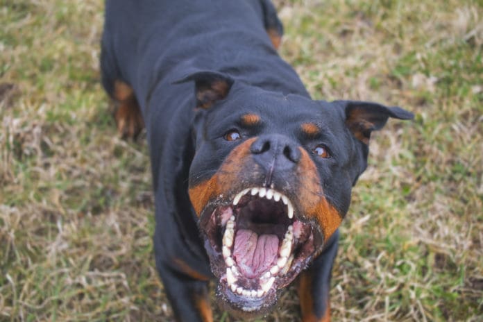 Angry rottweiler dog