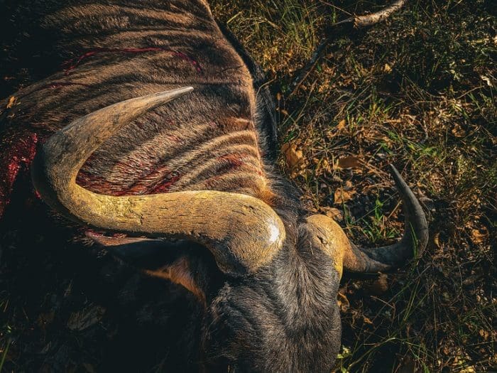 Hunting in Africa how to hunt African game