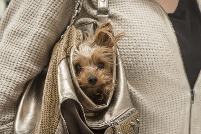 dog in purse